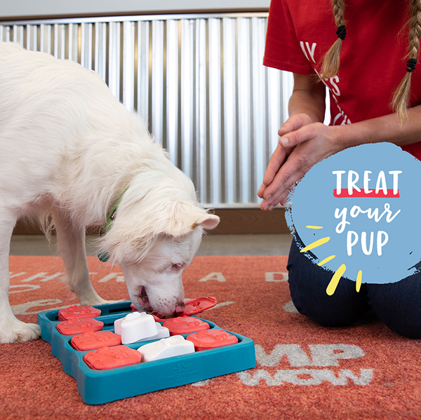 Individual Enrichment at Camp Bow Wow Dog Day Care