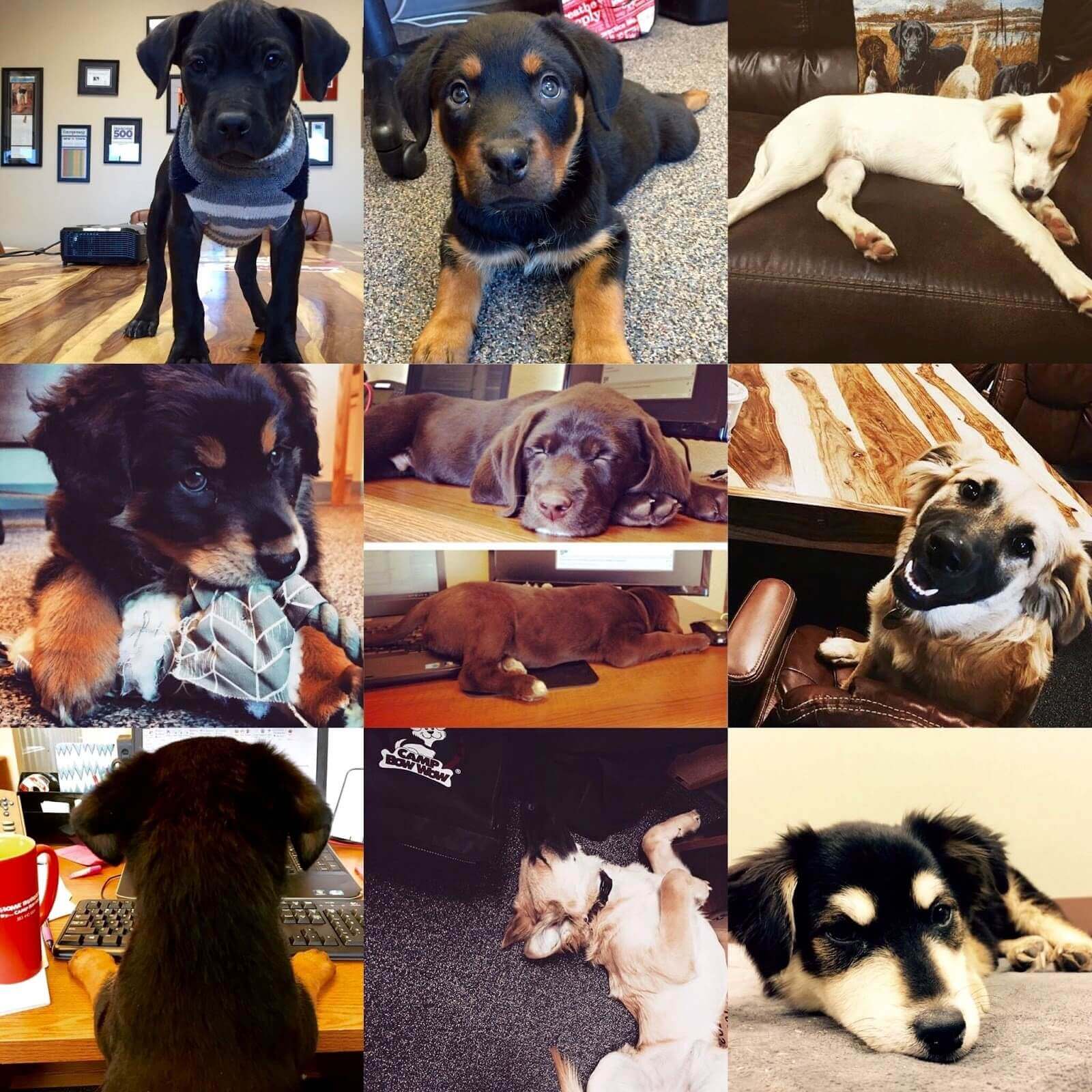 Puppies in collage 