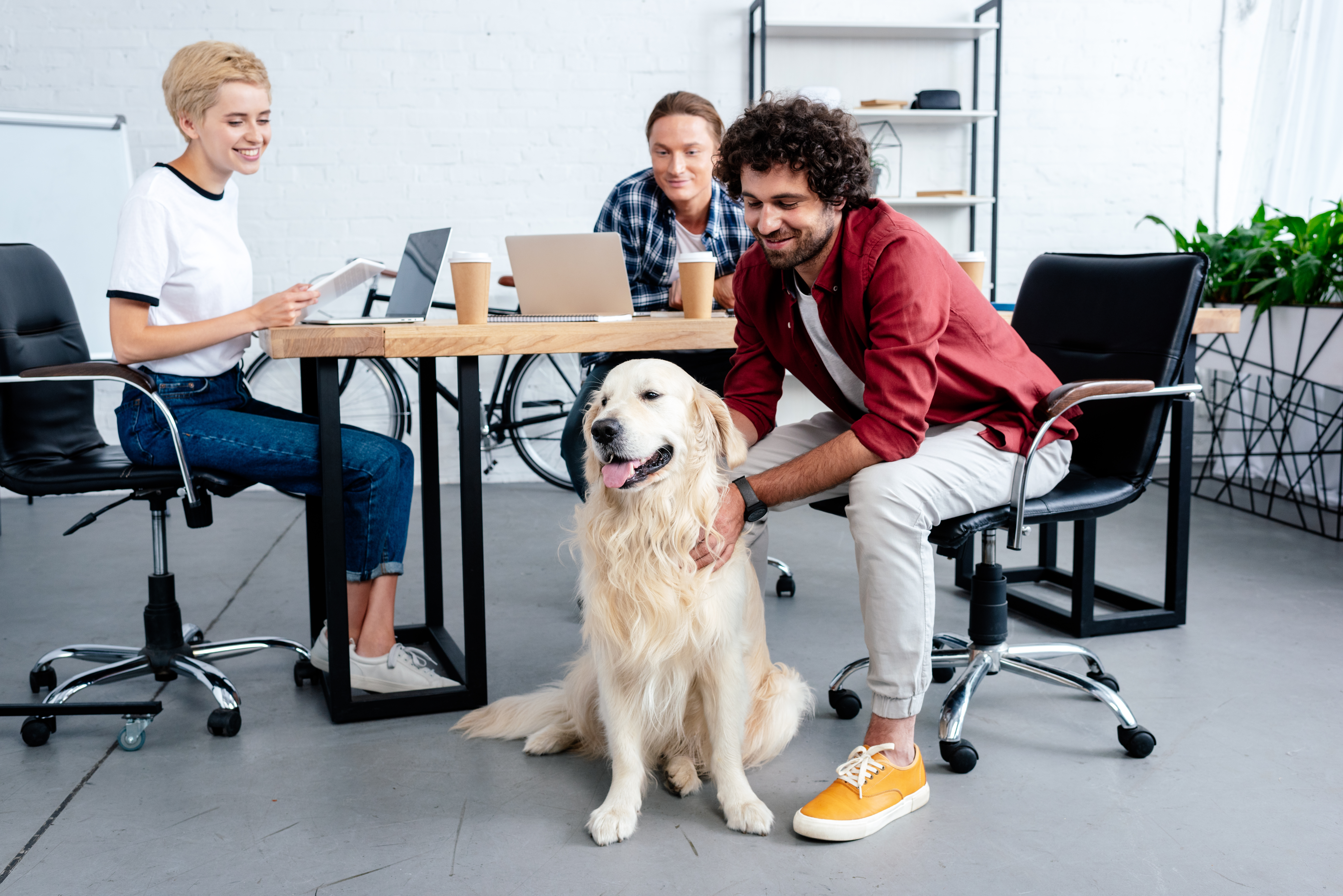 dog in office with people being pet