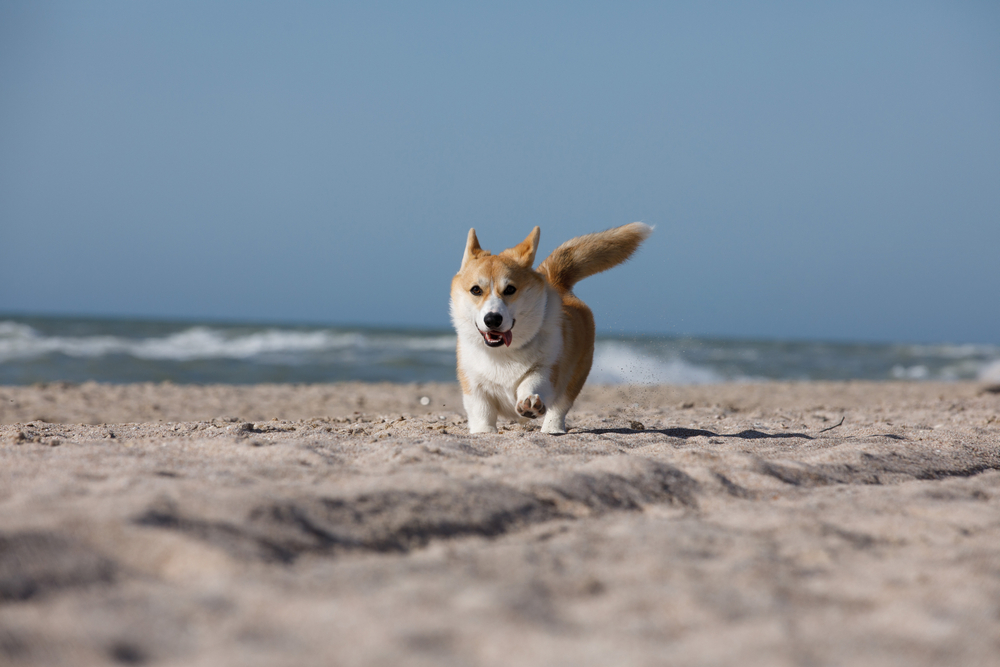 Dog running on beach