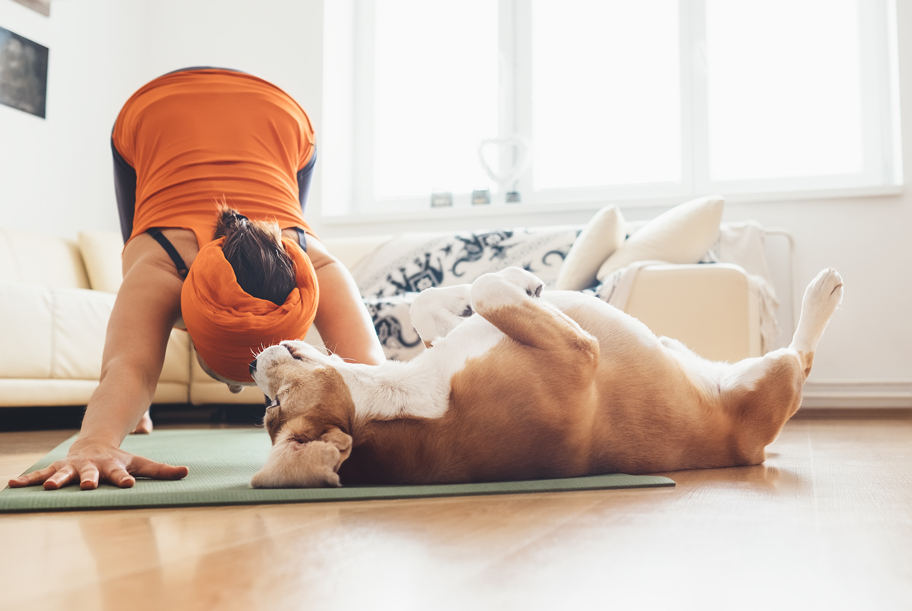 dog doing yoga with woman