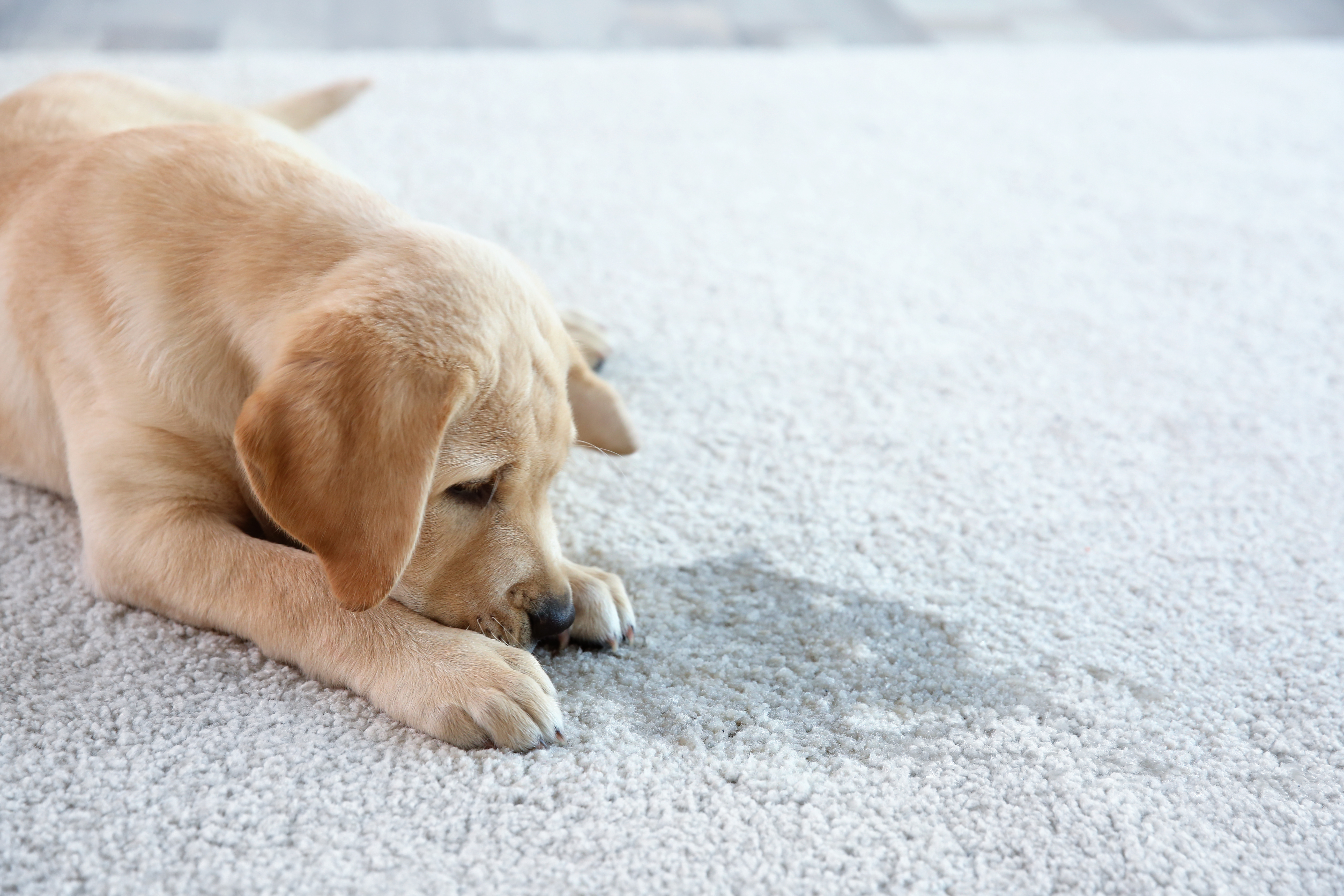 Почему собака лижет мочу. Животные на ковре. Собака на ковре. Собака лежит на ковре. Щенок лежит.