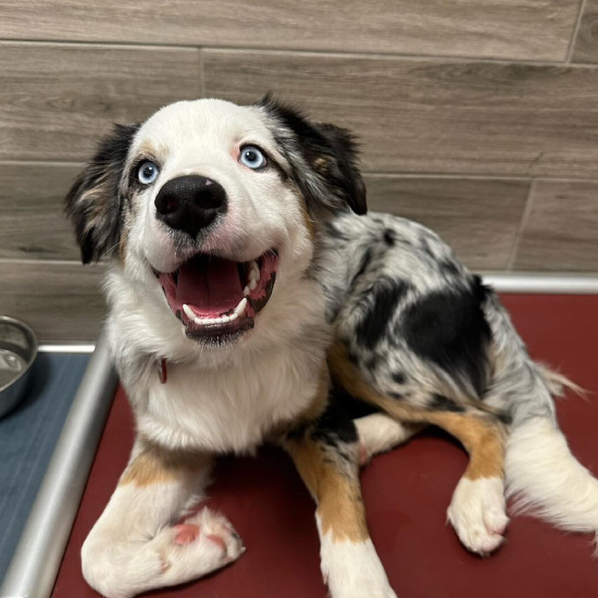 dog with Camp Bow Wow employee