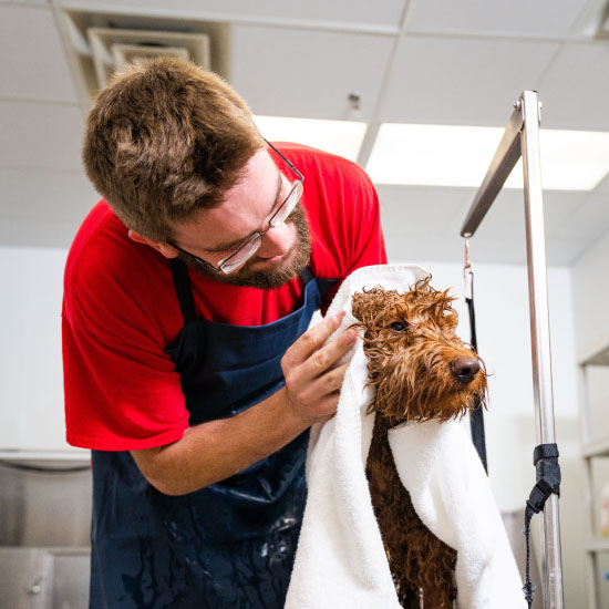 dog with Camp Bow Wow employee