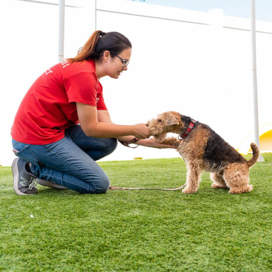 dog with Camp Bow Wow employee