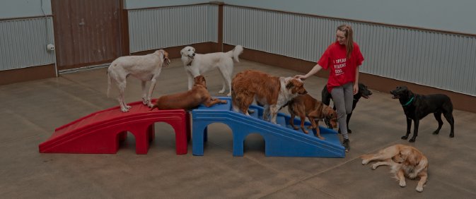 Puppy toy Cow Wow - LA's Dog Trainer