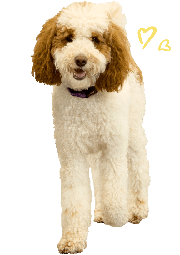 Dog Obedience Training Classes Dog Training Camp Bow Wow