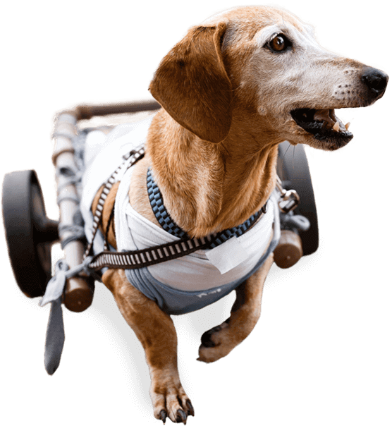 image of a happy dog using a dog wheelchair