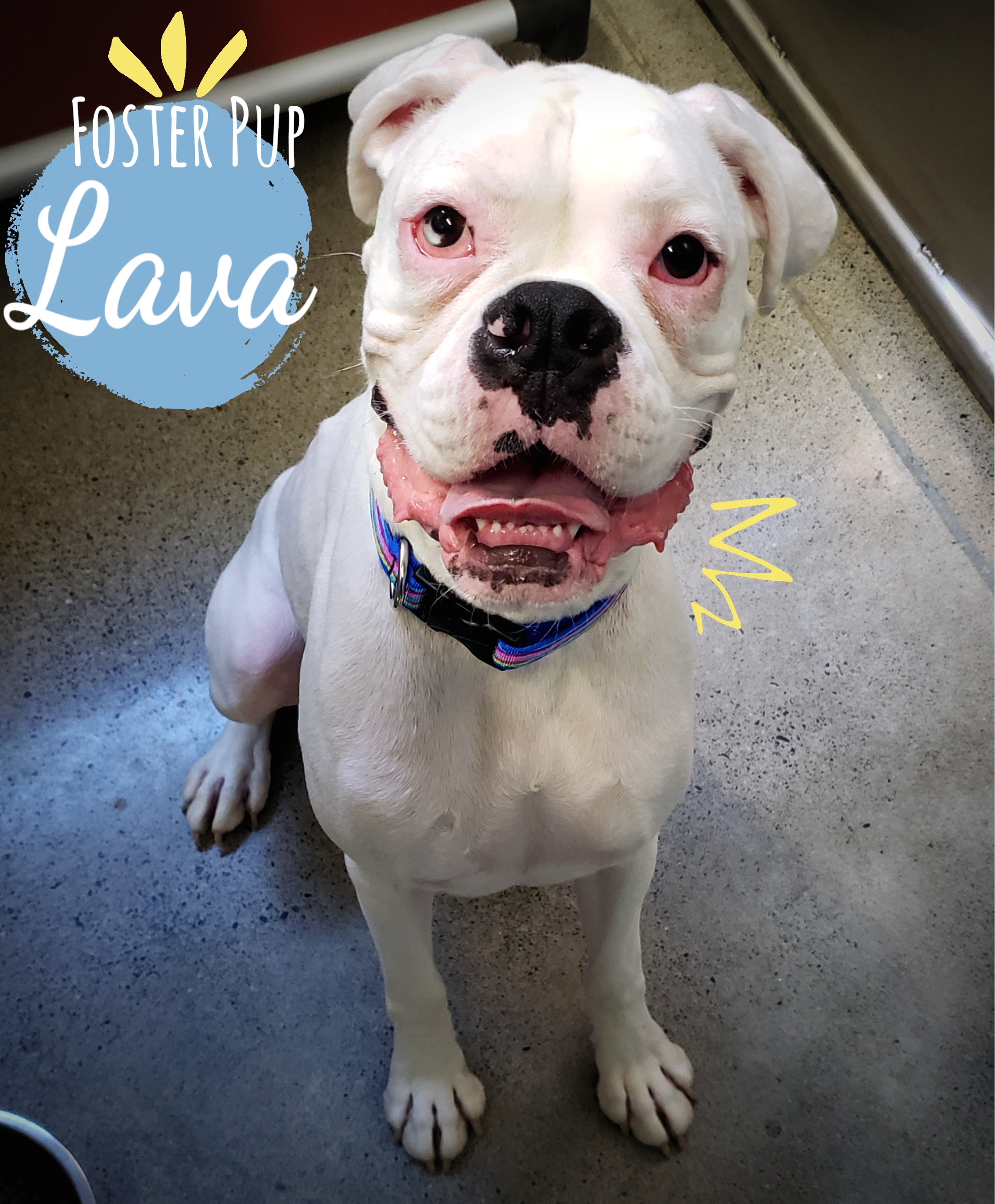 image of our foster dog Lava