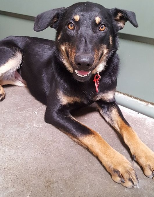 image of our foster dog Hope