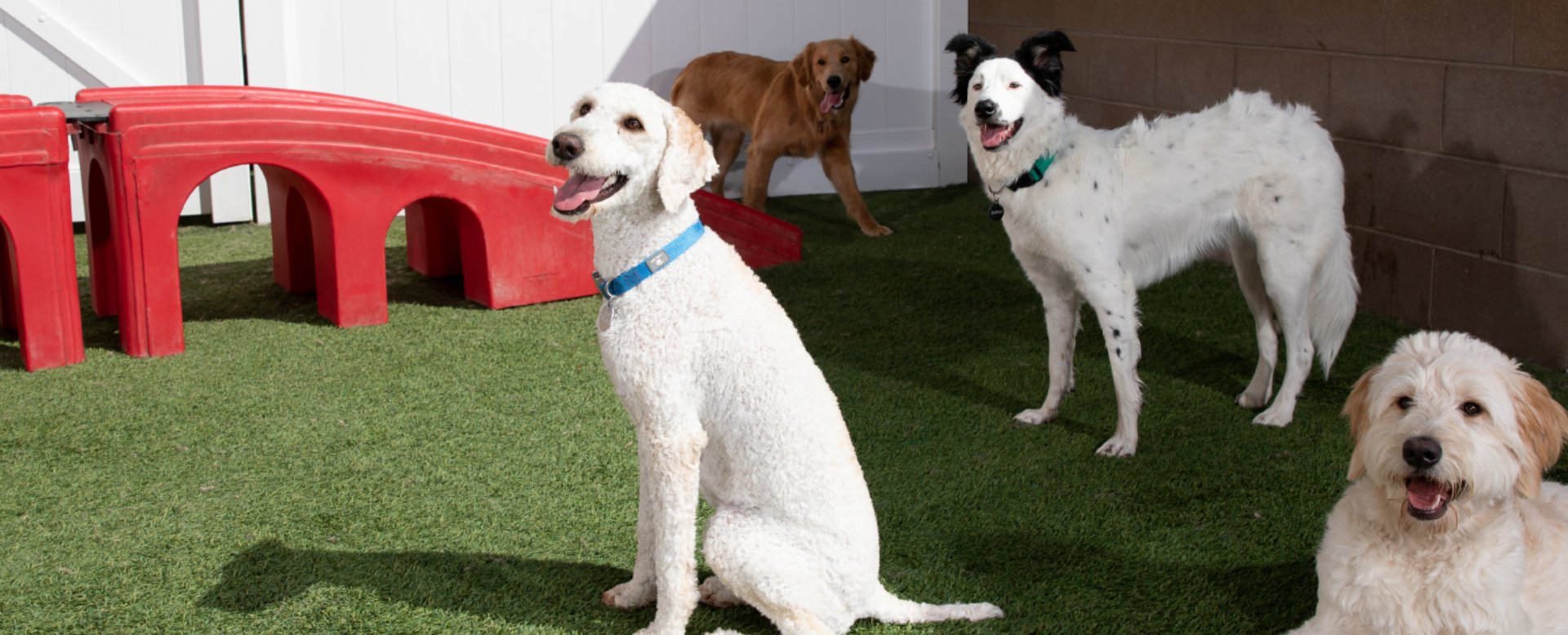 Woodstock best sale dog daycare