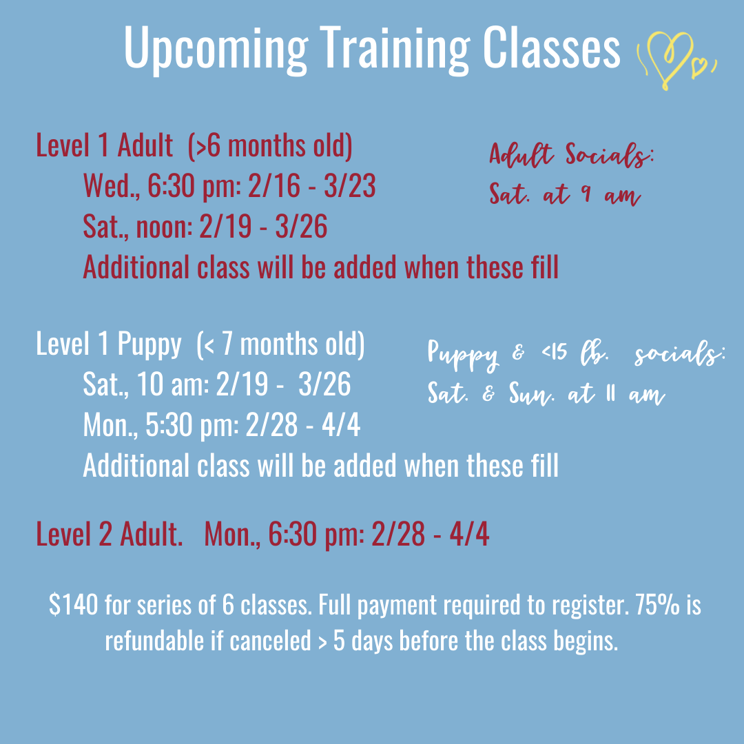 camp bow wow vaccinations