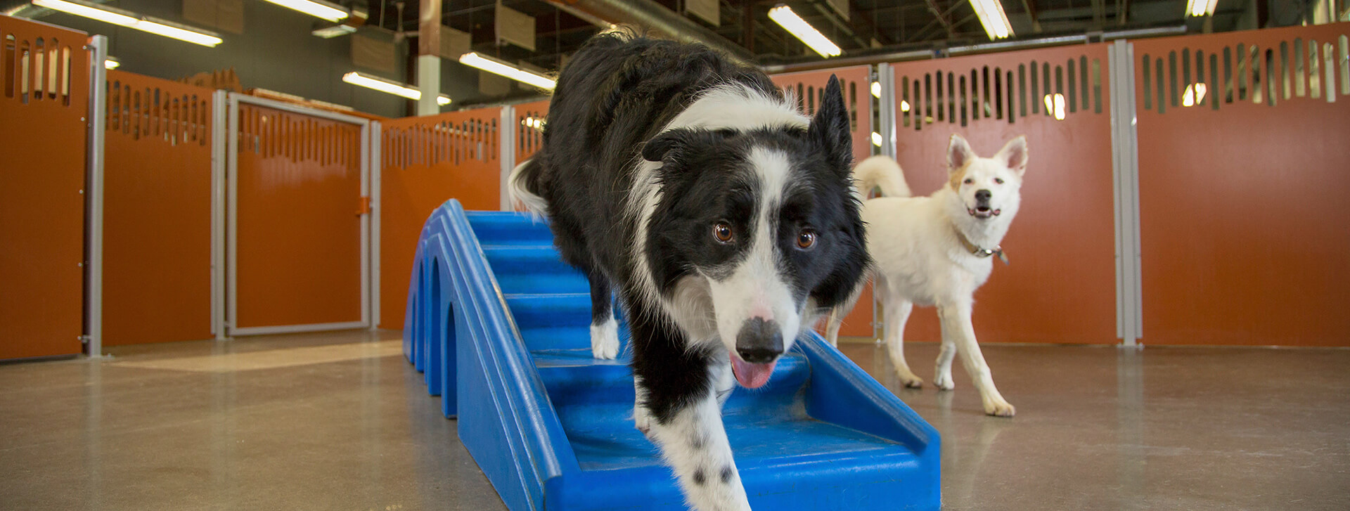 Lawrenceville Dog Care Services Dog Day Care in Lawrenceville