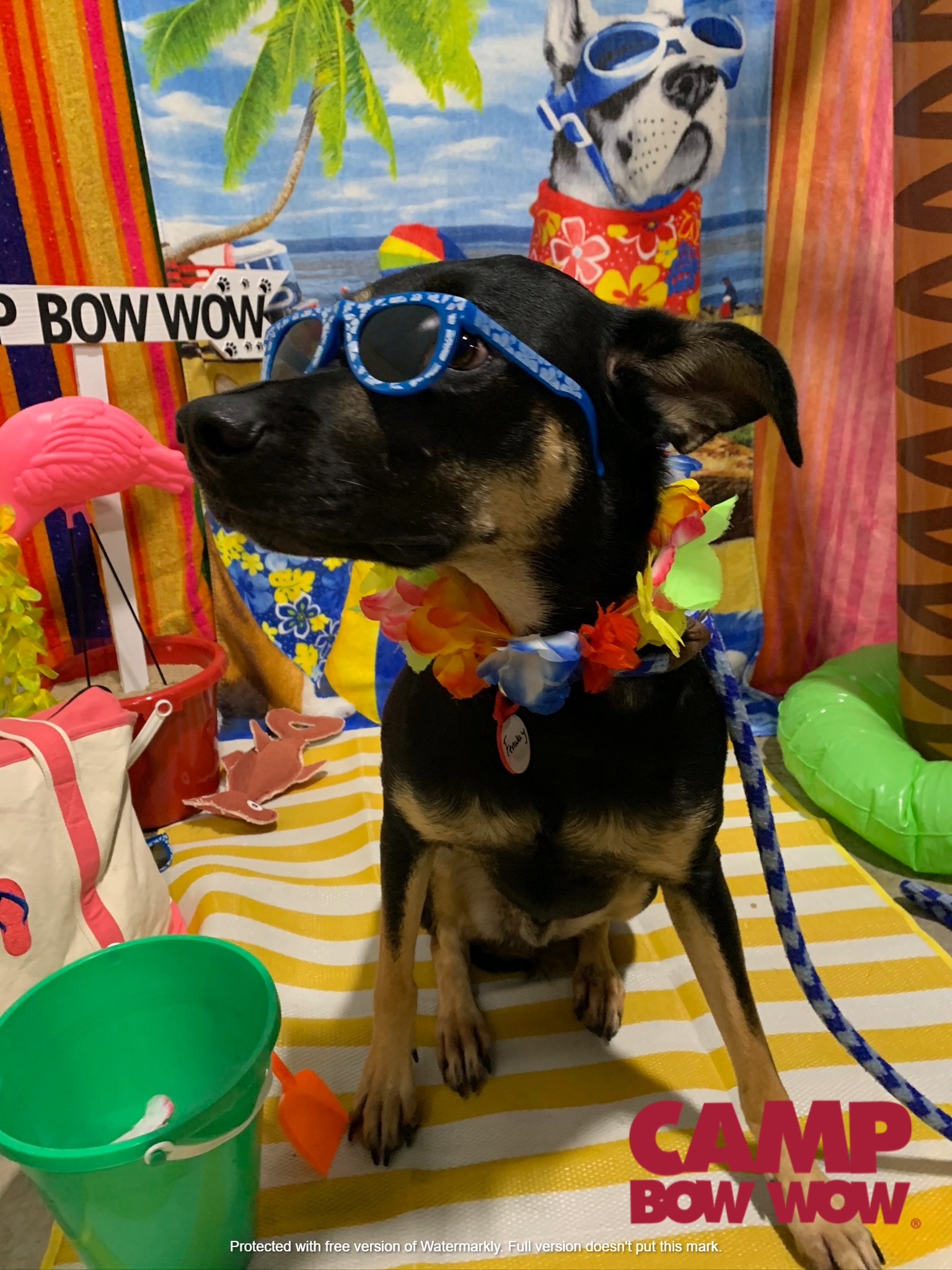 Photo Gallery | Camp Bow Wow