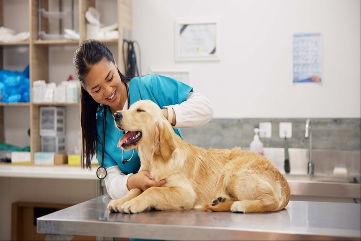 dog with veterinary staff. 