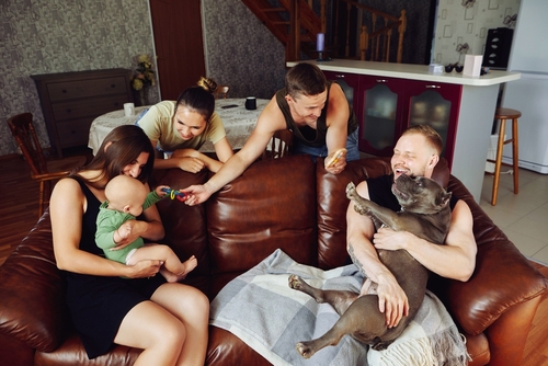 American bully dog is sitting on sofa in living room with family and guests.