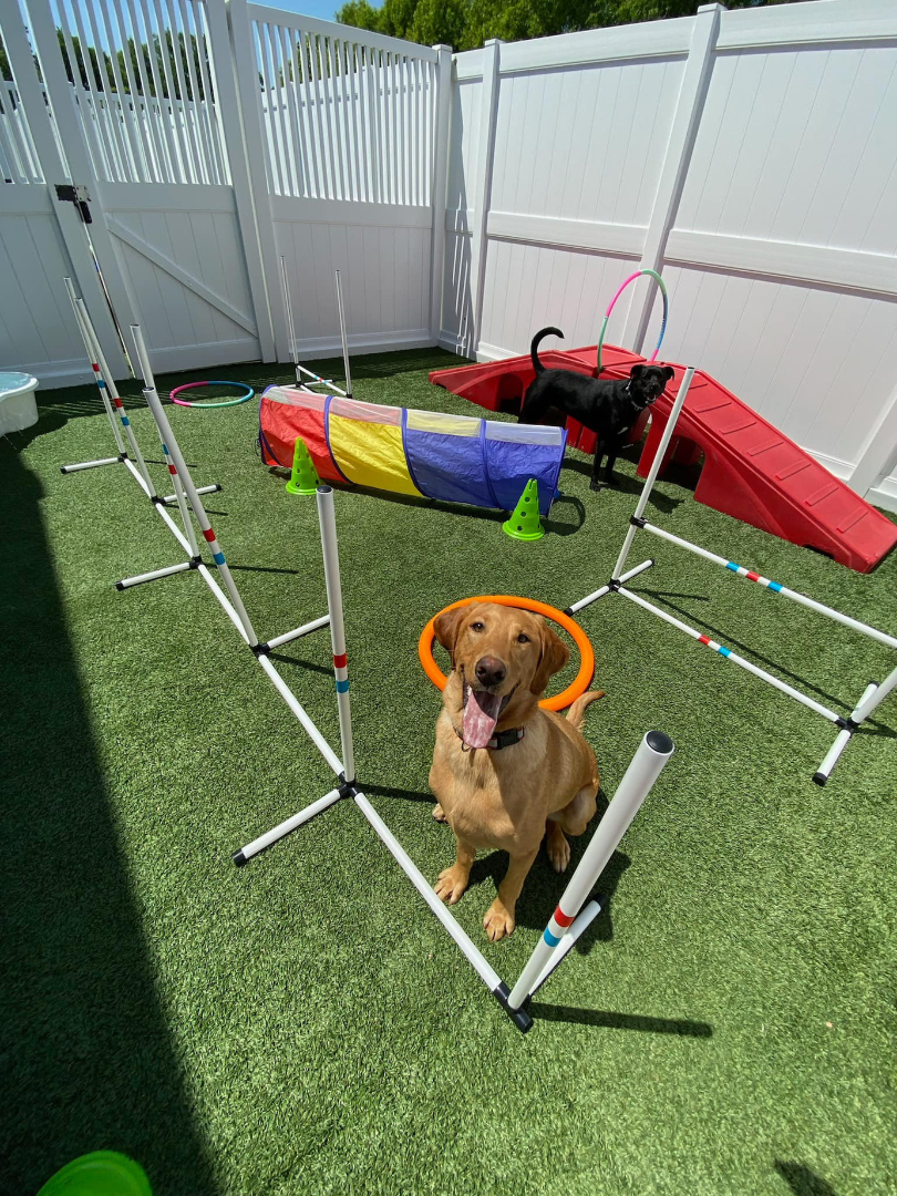 Some dogs are natural athletes and require daily physical exercise. This is a one form of enrichment. This Labrador Retriever is participating in an obstacle course at Camp Bow Wow