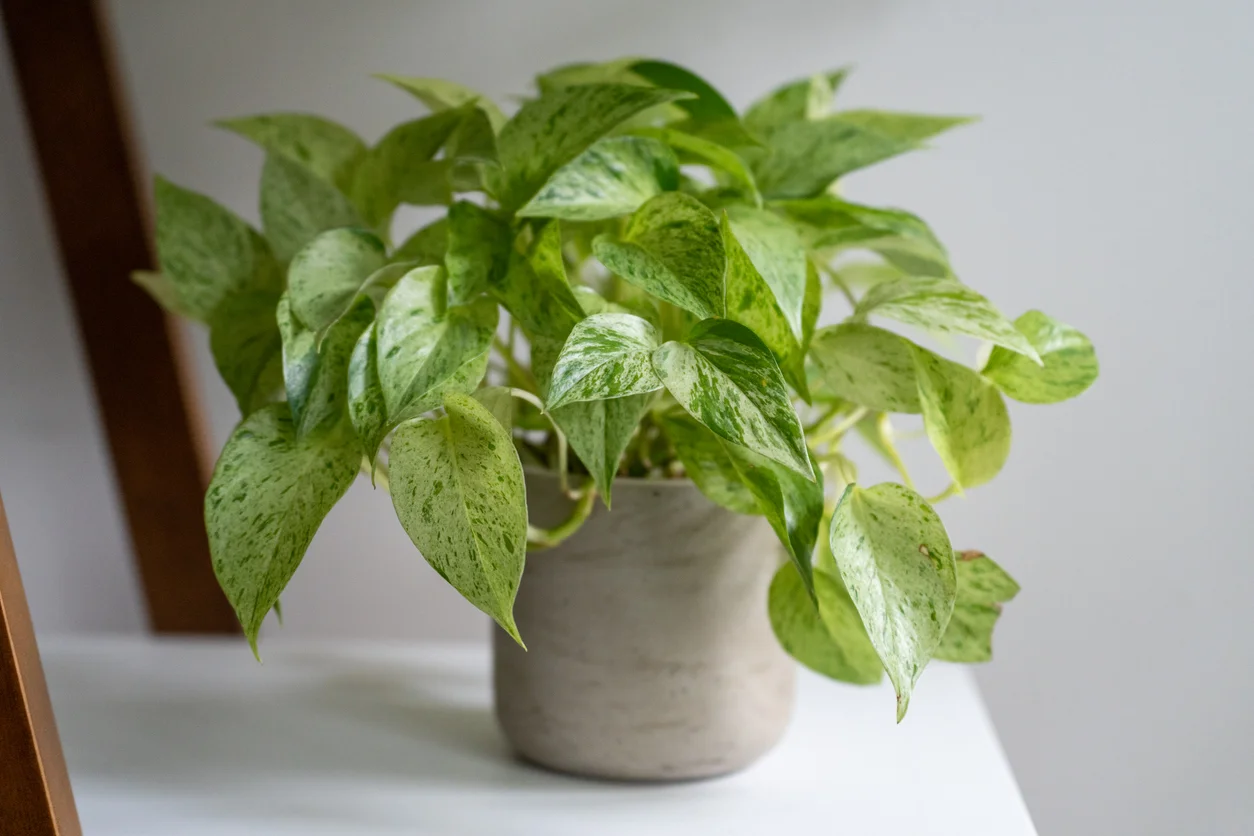 Pothos