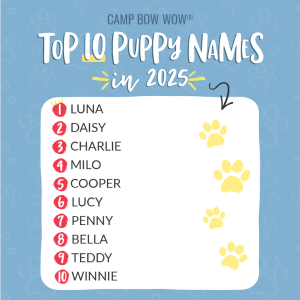 camp bow wow top 10 puppy names in 2025