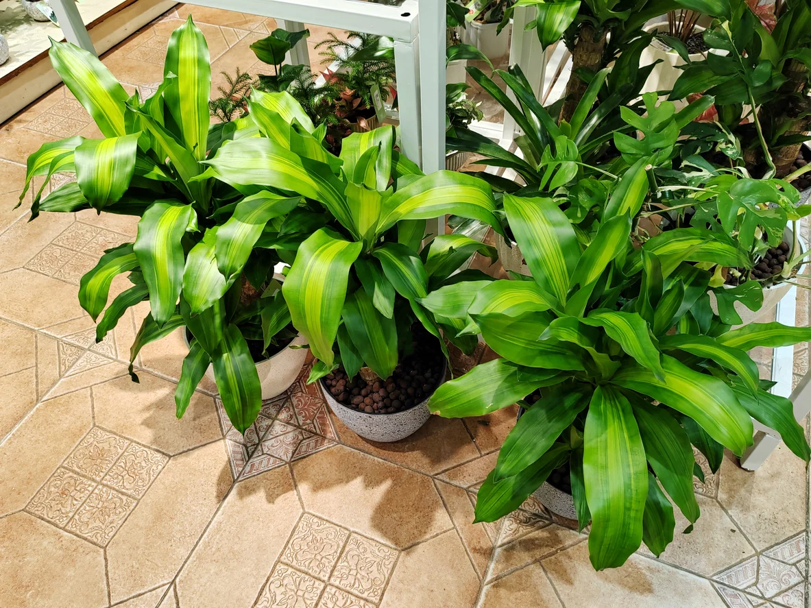 Dracaena (Dragon Tree) Plant