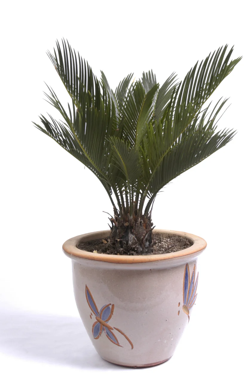 Sago Palm