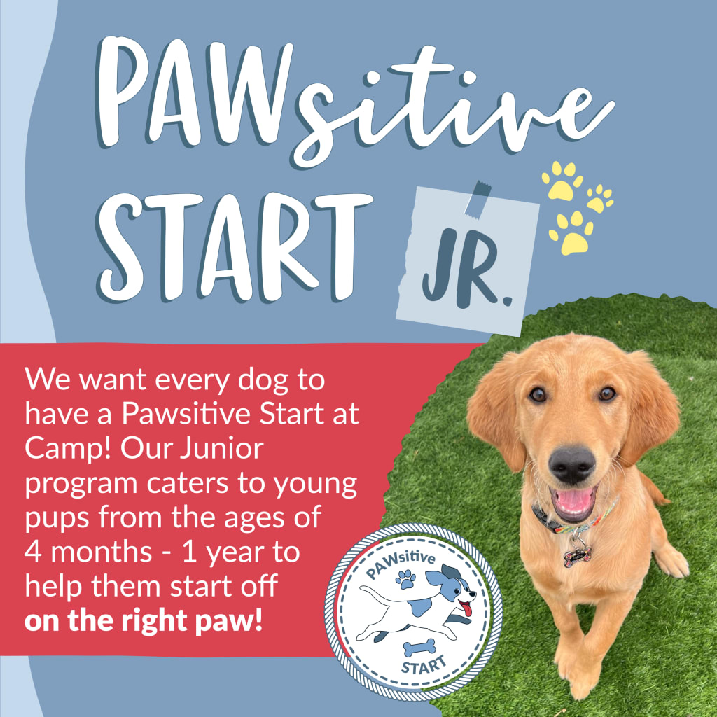 Pawsitive Start Jr.