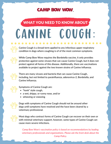 Canine Cough Information