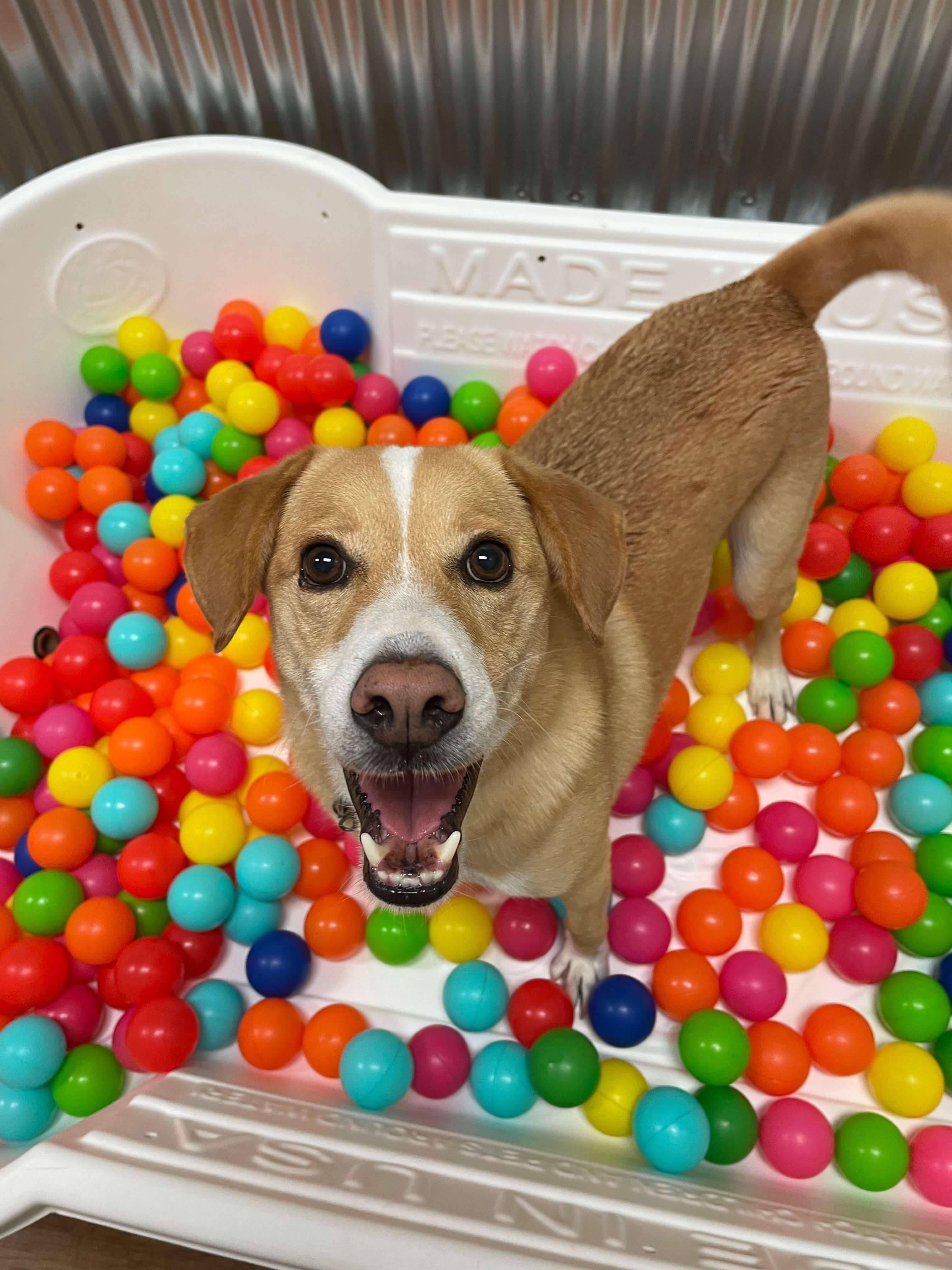 Dog in a ball pit