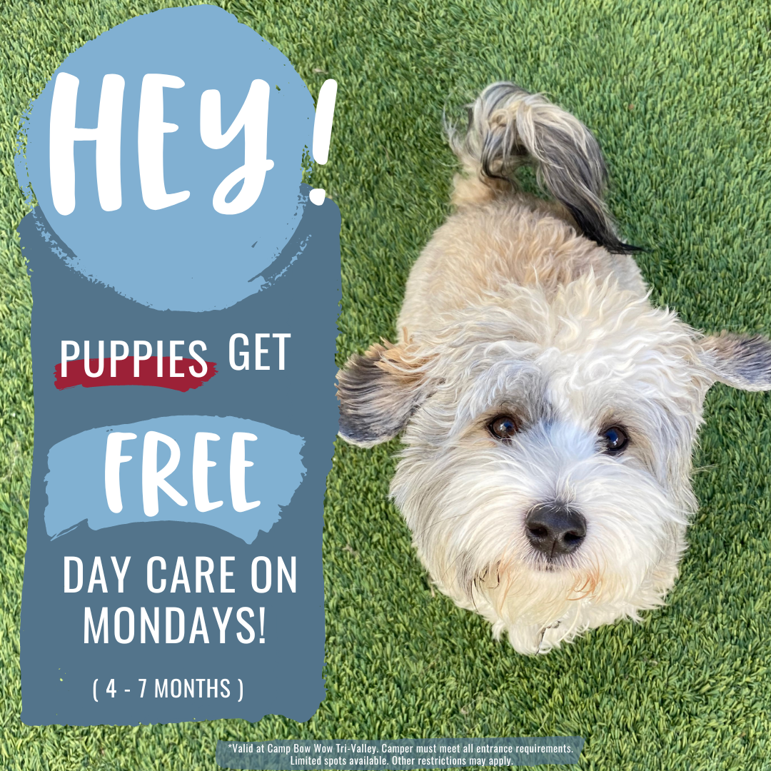 Puppies get free day care on Mondays (4-7 months)