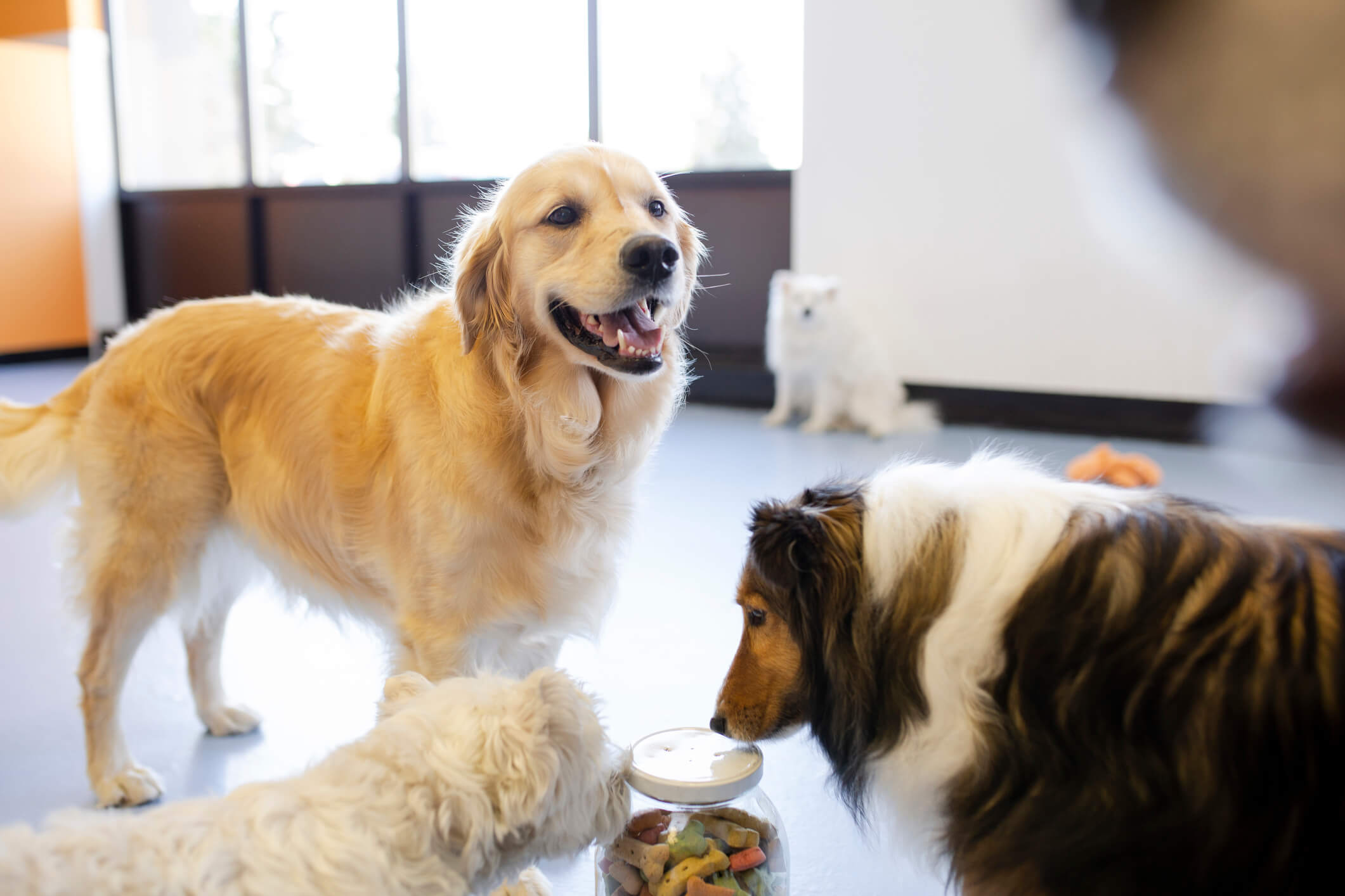 Emerging Trends in the Growing Dog Day Care Industry