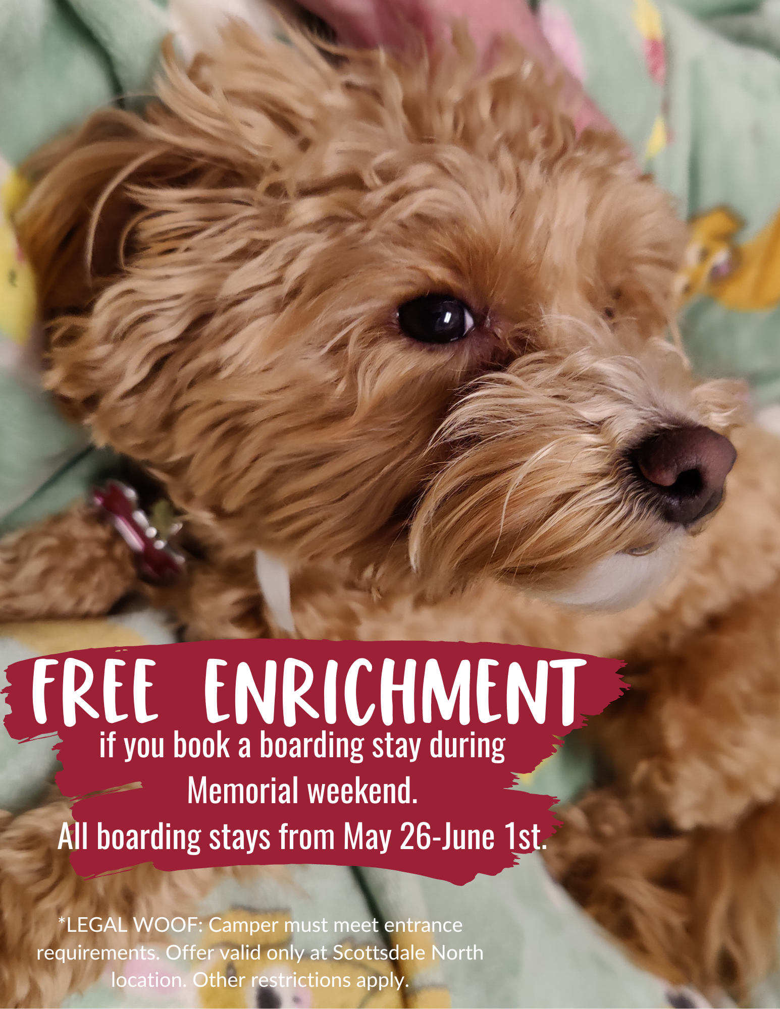 Free Enrichment if you book a boarding stay during Memorial weekend.